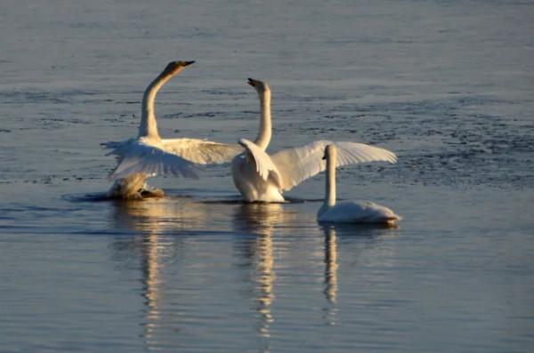 水鏡波光鴻影飛——阿旗沙壩天鵝掠影 水鏡波光鴻影飛——阿旗沙壩天鵝掠影