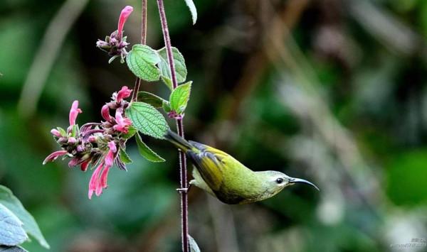 ＂東方的蜂鳥＂一一藍喉太陽鳥