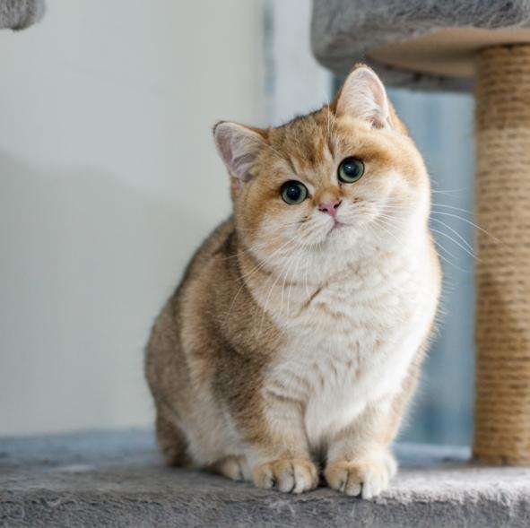 純種的&OpenCurlyDoubleQuote;英短貓&rdquo;，有這些特徵，一眼便可以看出來