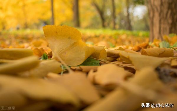 美好的深秋,帶娃生活的一段小插曲 美好的深秋,帶娃生活的一段小插曲