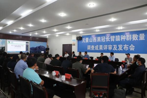 西黑冠長臂猿在無量山數量穩中有升 種群數量調查成果104群