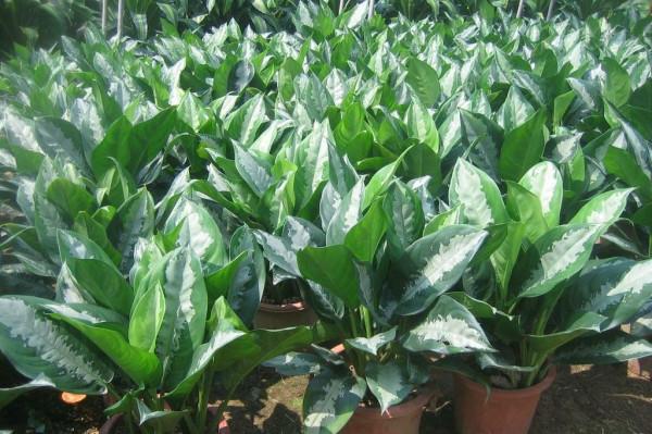 熱銷的室內觀葉植物——白雪粗肋草