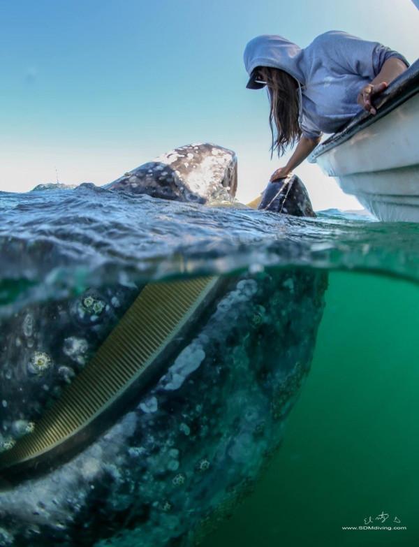 25張罕見的動物照片：折斷脖子的長頸鹿，會噴粉色墨汁的海兔