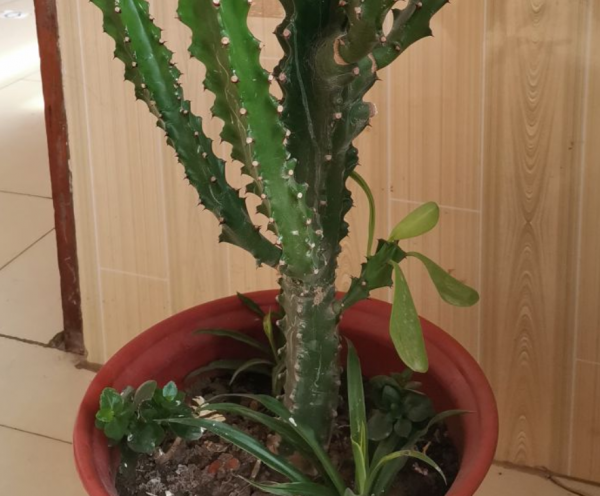 室內盆栽三角霸王鞭,可鎮宅辟邪,卻少有人知,均是被名字騙了 室內盆栽三角霸王鞭,可鎮宅辟邪,卻少有人知,均是被名字騙了