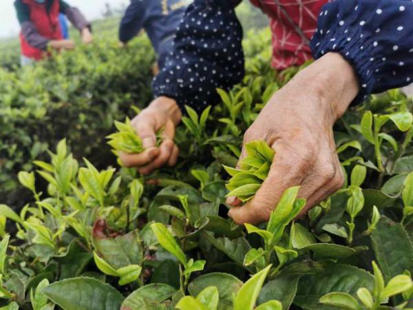“採摘機器人”自動行走識嫩芽,浙江341畝茶園試推廣,智慧農業 “採摘機器人”自動行走識嫩芽,浙江341畝茶園試推廣,智慧農業