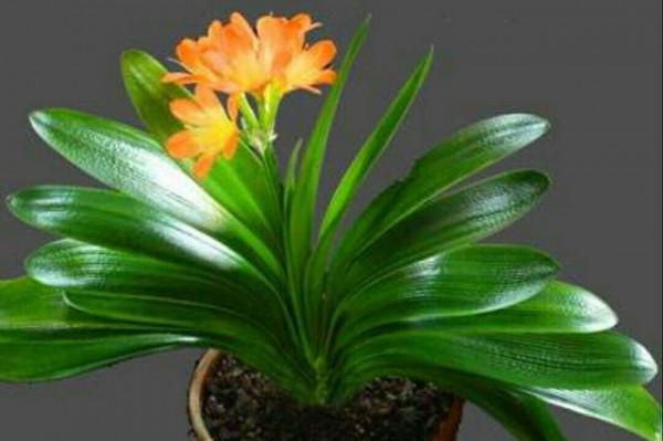 養好君子蘭，首先要改掉3個壞習慣，要不然長得慢、不開花