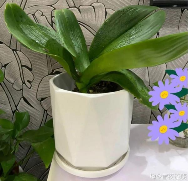 養花一直不開花，給他套個黑塑膠袋，花苞呼呼冒