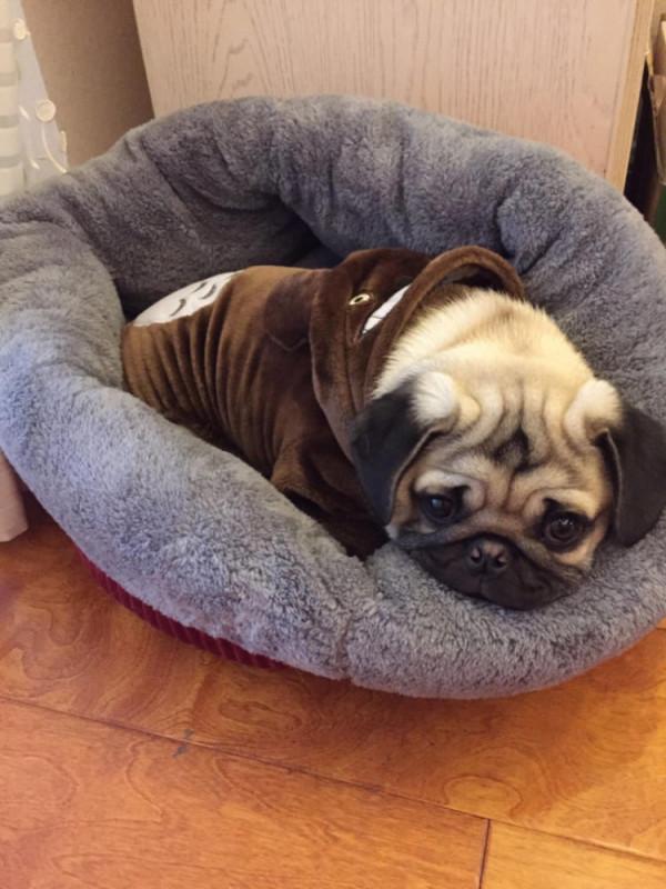 8種“最受歡迎”的小型犬，巴哥居然上榜了