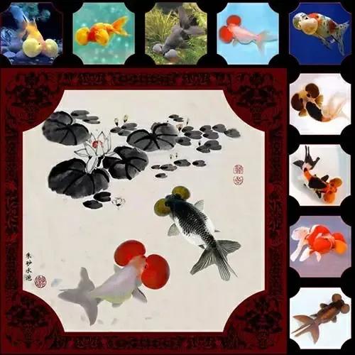 還是不建議新手朋友上手的國粹傳承金魚——水泡子