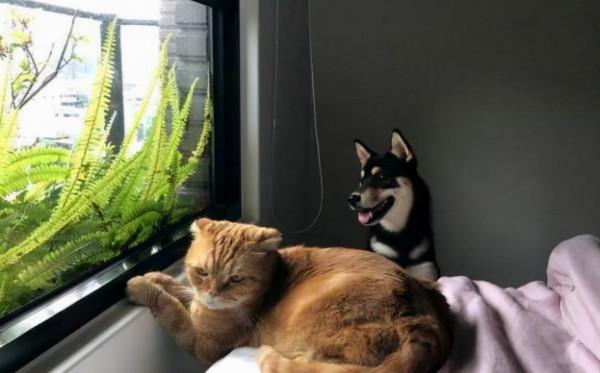 柴犬貪玩一口咬住貓尾巴，被胖揍後還一臉傻笑：我來認錯咯