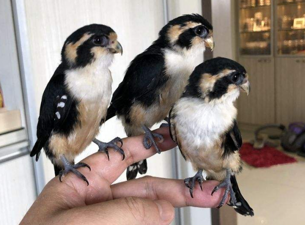 兩種不像猛禽的猛禽，一種雍容華貴，一種小巧玲瓏