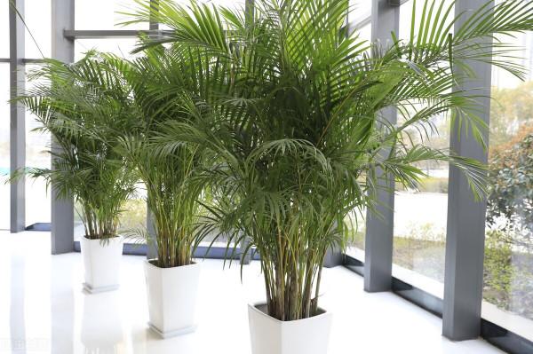 7種&OpenCurlyDoubleQuote;便宜花&rdquo;，客廳放一盆，滿滿高階感，空氣還清新