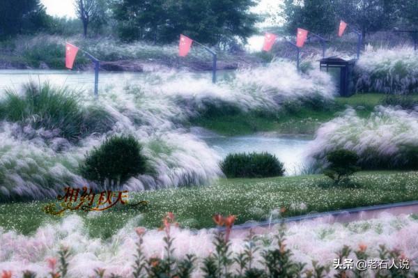 相約秋天,城西外,赴一場蘆花的視覺盛宴 相約秋天,城西外,赴一場蘆花的視覺盛宴