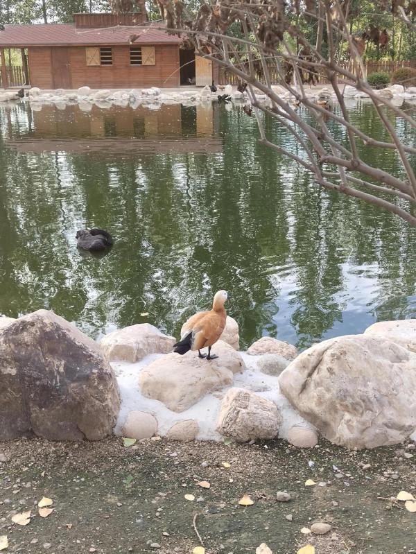 只羨鴛鴦不羨仙，是不對的