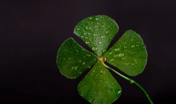 匠心臻至 傾城綻放丨喬金斯&CenterDot;四葉草寧海展廳