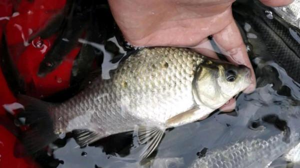 立冬後降溫明顯,如何根據天氣,抓住釣魚最後的“視窗期” 立冬後降溫明顯,如何根據天氣,抓住釣魚最後的“視窗期”