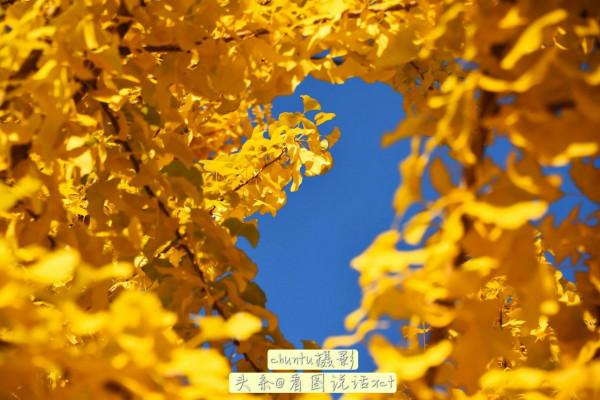 河北青龍:銀杏金黃風光美 河北青龍:銀杏金黃風光美