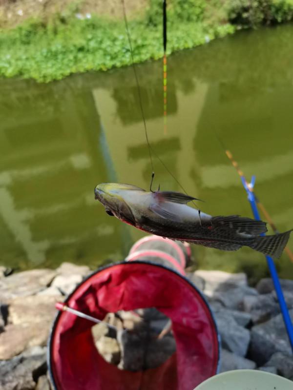 小小鯽魚竿竟能抗住2斤多泰鯪的強力衝擊