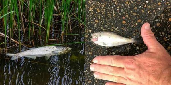美國德州暴雨後，天上突然下起了魚雨，這種異象為何會發生？