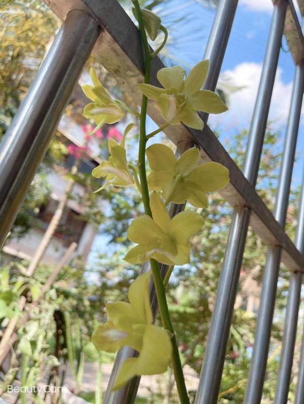 窗臺上的石斛蘭