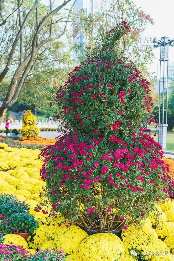 秋遊賞菊,品茗看展,好天氣就出門這樣玩 秋遊賞菊,品茗看展,好天氣就出門這樣玩