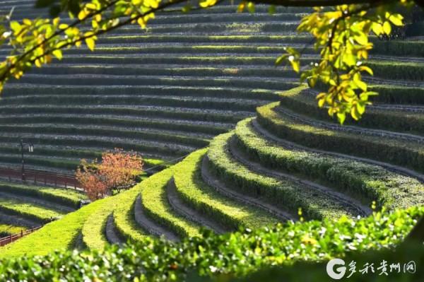 「圖說貴州」奢香古鎮梯田美如畫