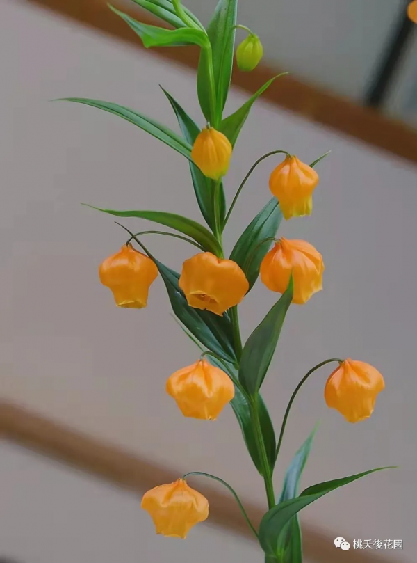 年宵花-宮燈百合