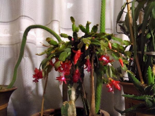 破洞的“絲襪”不要扔！用來養這3種花，枝粗葉綠，開花“猛”