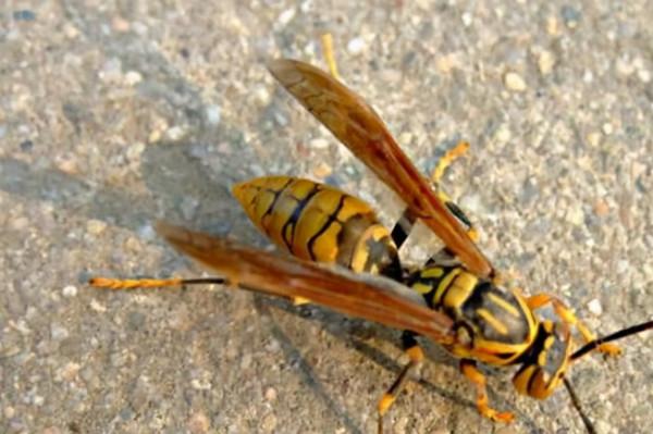 生活中的化學:四種常見動物的分泌物 生活中的化學:四種常見動物的分泌物