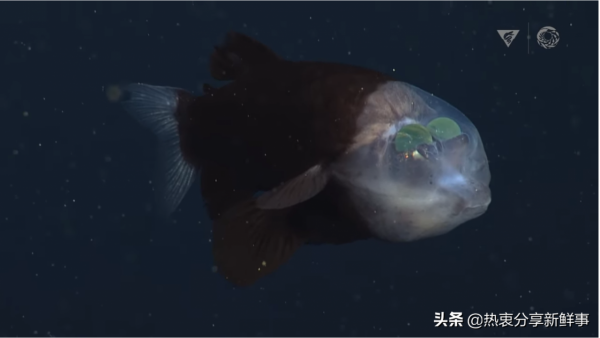 觀看這些由機器人攝像機拍攝的稀有海洋生物