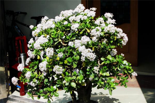 七大“美麗花”,冷天不能多澆水,多曬“少管”更健壯 七大“美麗花”,冷天不能多澆水,多曬“少管”更健壯