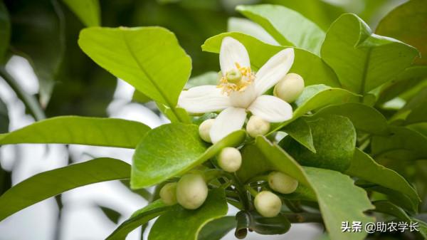 在家種植果樹盆栽，也要講究寓意，這3種果樹苗特別旺宅
