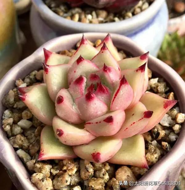 冬至,可以入手的6種多肉,好看好養,出狀態美如天仙 冬至,可以入手的6種多肉,好看好養,出狀態美如天仙