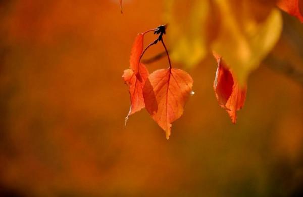 七絕·初冬雜詠(四首)