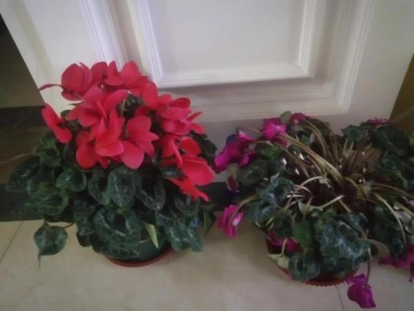 溫室裡的花，經不了風雨