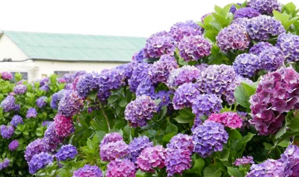 適合庭院栽種的4種植物,摸清喜好照顧,個個花期超過半年 適合庭院栽種的4種植物,摸清喜好照顧,個個花期超過半年