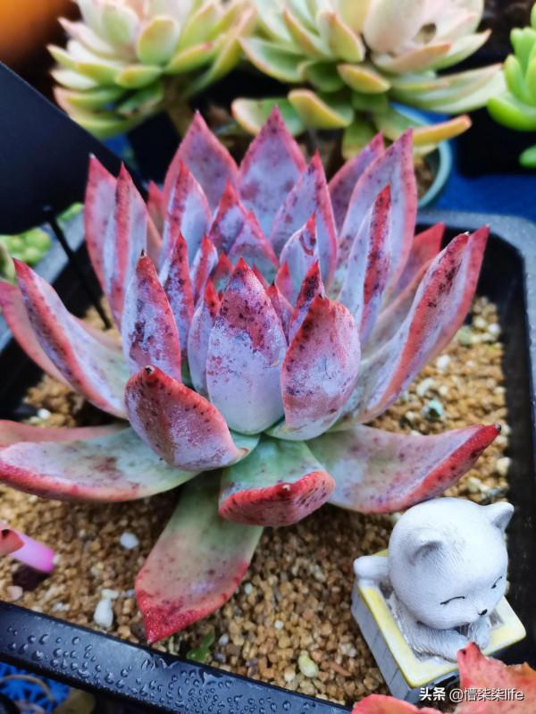 你會在肉肉正流行且價格不菲的時候入手嗎？