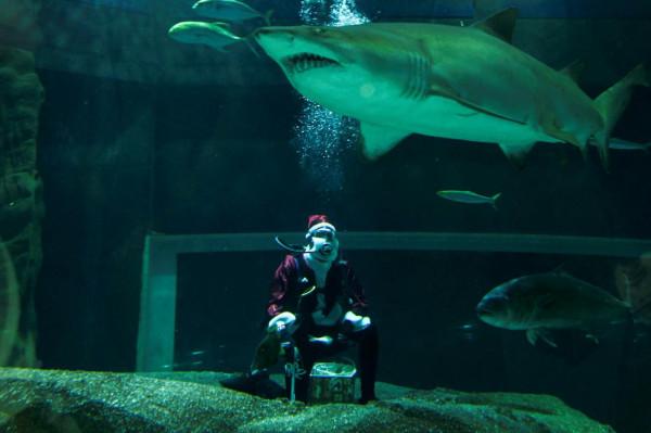 里約:水族館裡的";聖誕老人"; 里約:水族館裡的";聖誕老人";