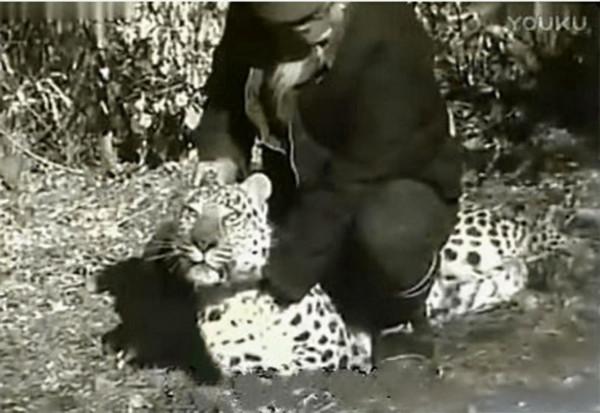 “活武松”何廣位:生擒猛虎七隻,豹子230只,比武松還牛? “活武松”何廣位:生擒猛虎七隻,豹子230只,比武松還牛?