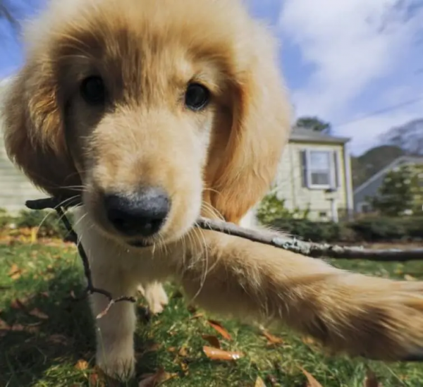 養犬科普｜狗狗為什麼會打噴嚏？