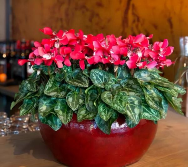 9月在家養這5種花，整個秋冬季都有花賞