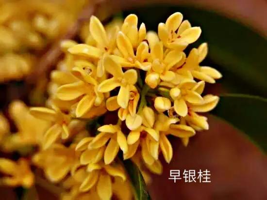 桂花品種分類（附：154個桂花培育品種分類表）