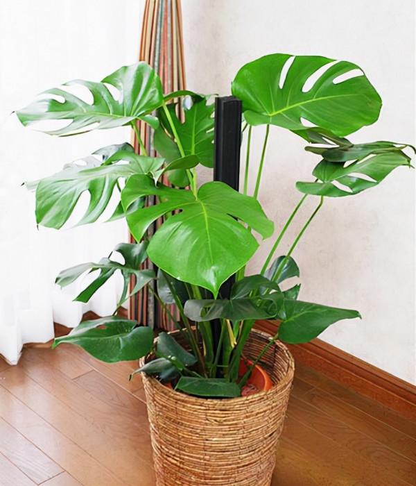 客廳想養“大盆栽”,建議從這10種裡面選,格調高寓意好,還養人 客廳想養“大盆栽”,建議從這10種裡面選,格調高寓意好,還養人