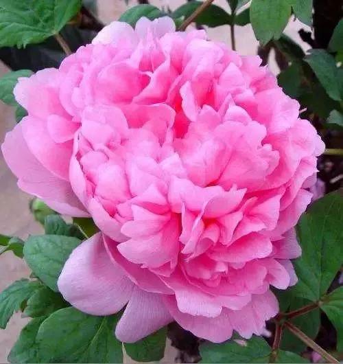 唐詩共賞（一）