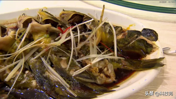 2021中國農業農村重大新產品 | 黃顙魚新品種“黃優1號”