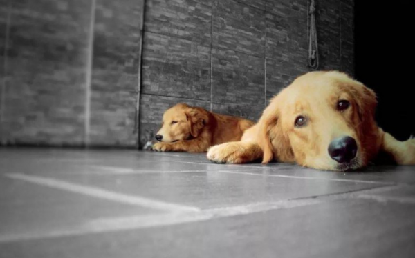 寵物吃什麼可以減少異味？這些食物榜上有名