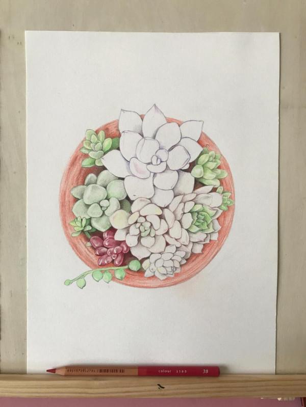 多肉植物彩鉛畫全過程(1-1) 多肉植物彩鉛畫全過程(1-1)