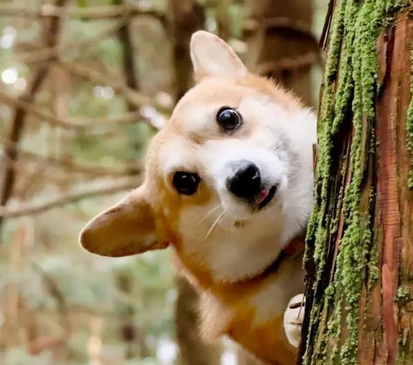 原來狗狗對主人“無條件服從”,是有這些表現 原來狗狗對主人“無條件服從”,是有這些表現