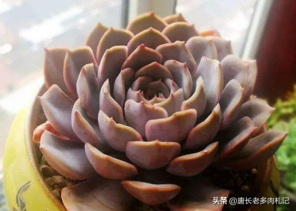 新手花100元如何買多肉？聽老肉友的話，能買很多容易上手的品種