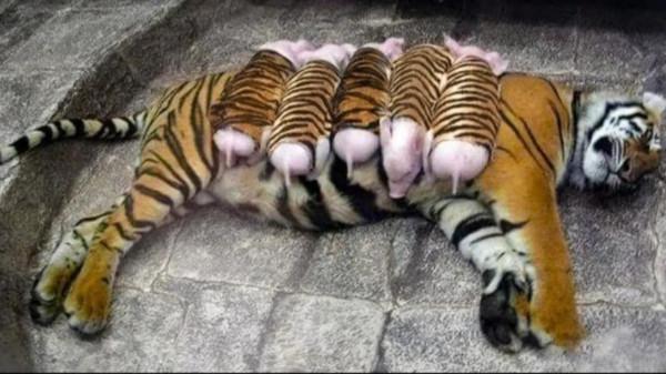 老虎媽媽之跨物種母愛氾濫